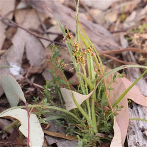 Luzula meridionalis at Gundaroo, NSW - 20 Sep 2024 10:29 AM