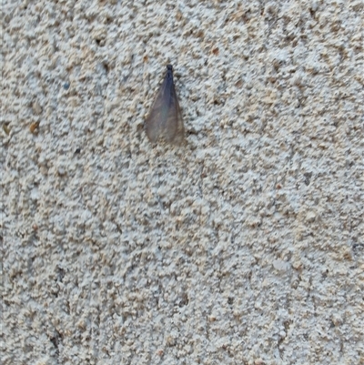 Neuroptera (order) at Surf Beach, NSW - 20 Sep 2024 by LyndalT