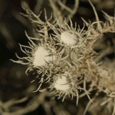 Usnea sp. (genus) (Bearded lichen) at Gundaroo, NSW - 20 Sep 2024 by ConBoekel