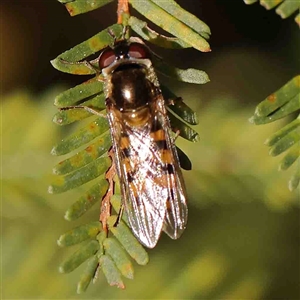 Eupeodes (Macrosyrphus) confrater at suppressed - 20 Sep 2024