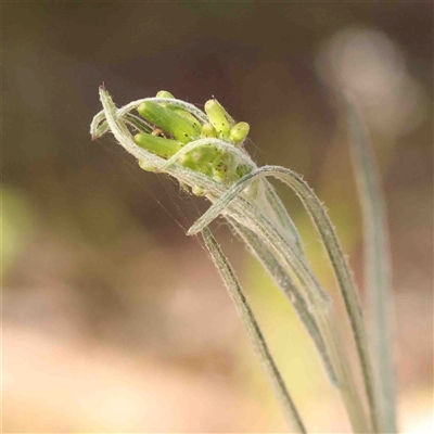 Senecio (genus) (A Fireweed) at Gundaroo, NSW - 20 Sep 2024 by ConBoekel