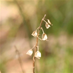 Scutellaria humilis (Dwarf Skullcap) at Gundaroo, NSW - 20 Sep 2024 by ConBoekel