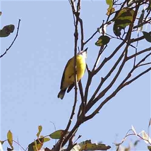 Gerygone olivacea at Gundaroo, NSW - 20 Sep 2024 10:43 AM