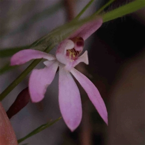 Caladenia fuscata at Gundaroo, NSW - 20 Sep 2024