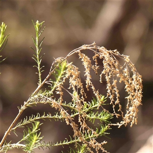 Cassinia sifton at Gundaroo, NSW - 20 Sep 2024 10:47 AM