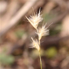 Rytidosperma (genus) (Wallaby Grass) at Gundaroo, NSW - 20 Sep 2024 by ConBoekel