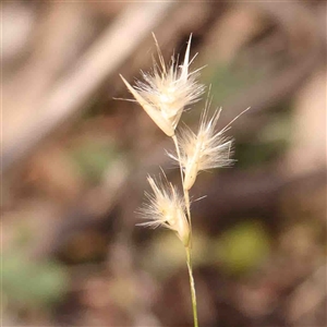 Rytidosperma sp. at Gundaroo, NSW - 20 Sep 2024