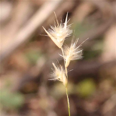 Rytidosperma sp. (Wallaby Grass) at Gundaroo, NSW - 20 Sep 2024 by ConBoekel