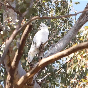 Cacatua galerita at Gundaroo, NSW - 20 Sep 2024