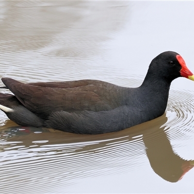 Gallinula tenebrosa (Dusky Moorhen) at Wodonga, VIC - 20 Sep 2024 by KylieWaldon