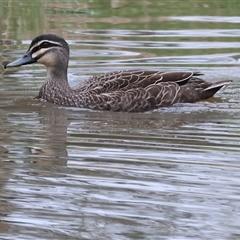 Anas superciliosa (Pacific Black Duck) at Wodonga, VIC - 20 Sep 2024 by KylieWaldon