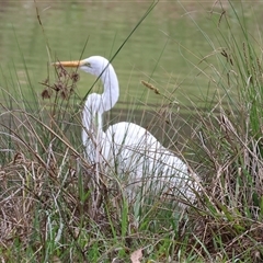 Ardea alba (Great Egret) at Wodonga, VIC - 21 Sep 2024 by KylieWaldon