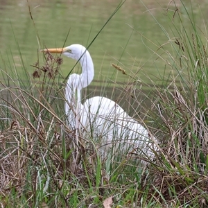 Ardea alba at Wodonga, VIC - 21 Sep 2024 08:53 AM