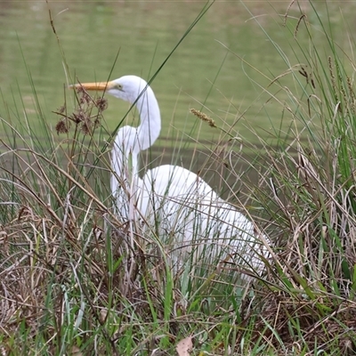 Ardea alba (Great Egret) at Wodonga, VIC - 20 Sep 2024 by KylieWaldon