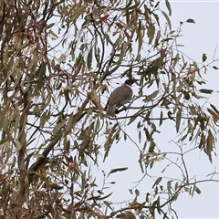 Philemon corniculatus (Noisy Friarbird) at Wodonga, VIC - 20 Sep 2024 by KylieWaldon