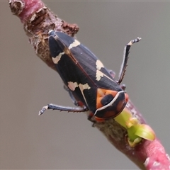 Eurymeloides pulchra (Gumtree hopper) at Wodonga, VIC - 20 Sep 2024 by KylieWaldon