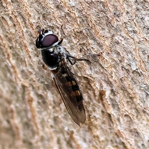 Syrphini sp. (tribe) at Wodonga, VIC - 21 Sep 2024