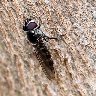 Syrphini sp. (tribe) (Unidentified syrphine hover fly) at Wodonga, VIC - 20 Sep 2024 by KylieWaldon