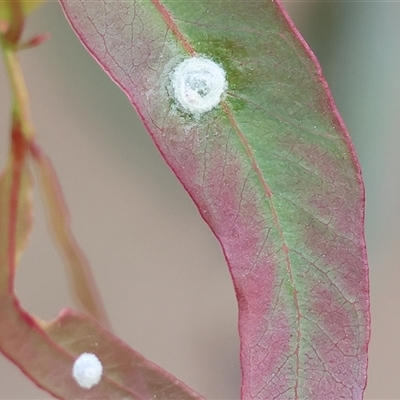 Glycaspis sp. (genus) at Wodonga, VIC - 21 Sep 2024 by KylieWaldon