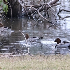 Chenonetta jubata (Australian Wood Duck) at Wodonga, VIC - 21 Sep 2024 by KylieWaldon