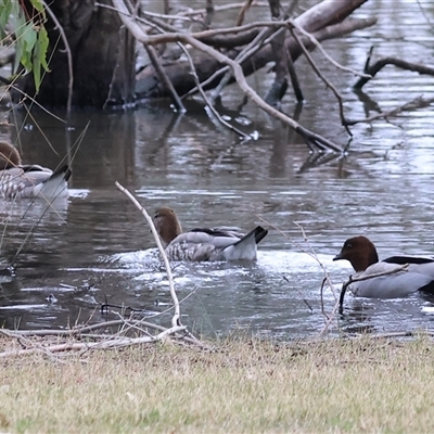 Chenonetta jubata (Australian Wood Duck) at Wodonga, VIC - 21 Sep 2024 by KylieWaldon