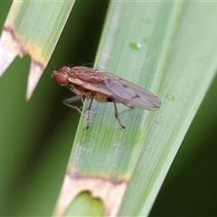 Unidentified True fly (Diptera) at Wodonga, VIC - 20 Sep 2024 by KylieWaldon