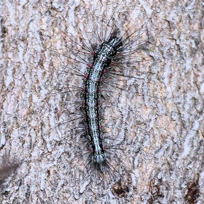 Anestia (genus) (A tiger moth) at Wodonga, VIC - 21 Sep 2024 by KylieWaldon