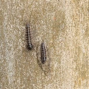 Anestia (genus) at Wodonga, VIC - 21 Sep 2024 09:17 AM