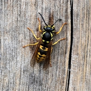 Vespula germanica at Wodonga, VIC - 21 Sep 2024