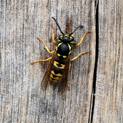 Vespula germanica at Wodonga, VIC - 20 Sep 2024 by KylieWaldon