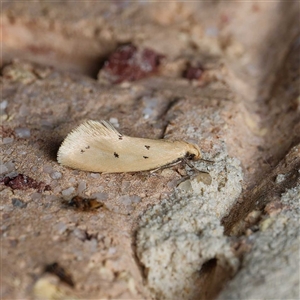 Atalopsis heniocha at Harrison, ACT - 19 Sep 2024