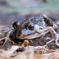 Limnodynastes tasmaniensis at Braidwood, NSW - 21 Sep 2024