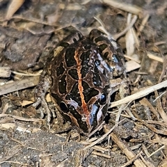 Limnodynastes tasmaniensis at Braidwood, NSW - 21 Sep 2024