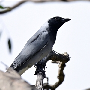 Coracina novaehollandiae at Weetangera, ACT - 21 Sep 2024