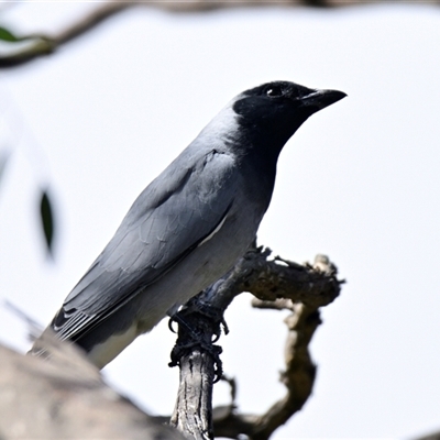 Coracina novaehollandiae (Black-faced Cuckooshrike) at Weetangera, ACT - 21 Sep 2024 by Thurstan