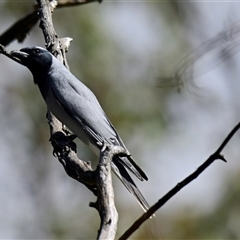 Coracina novaehollandiae at Weetangera, ACT - 21 Sep 2024