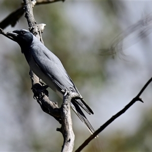 Coracina novaehollandiae at Weetangera, ACT - 21 Sep 2024