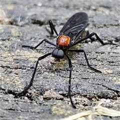 Plecia sp. (genus) (Lovebug Fly) at Braidwood, NSW - 21 Sep 2024 by MatthewFrawley