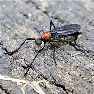 Plecia sp. (genus) at Braidwood, NSW - 21 Sep 2024