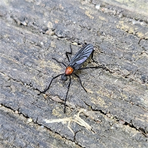 Plecia sp. (genus) at Braidwood, NSW - 21 Sep 2024