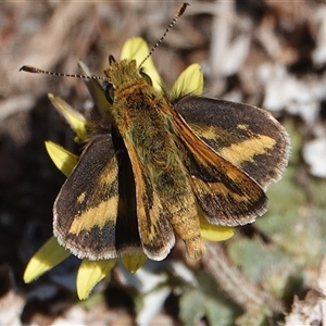 Taractrocera papyria at Hall, ACT - 20 Sep 2024