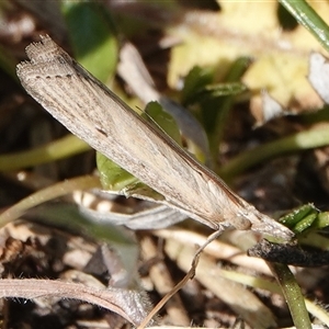 Faveria tritalis at Hall, ACT - 20 Sep 2024 01:42 PM