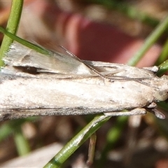 Faveria tritalis at Hall, ACT - 20 Sep 2024 01:42 PM