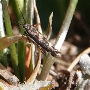 Eretmocera (genus) (Scythrididae family) at Hall, ACT - 20 Sep 2024