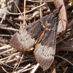 Uresiphita ornithopteralis (Tree Lucerne Moth) at Hall, ACT - 20 Sep 2024 by Anna123