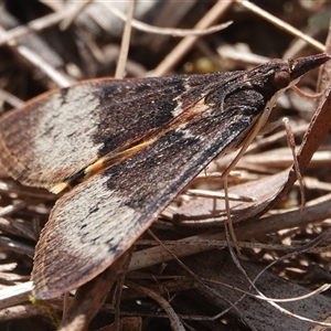 Uresiphita ornithopteralis at Hall, ACT - 20 Sep 2024