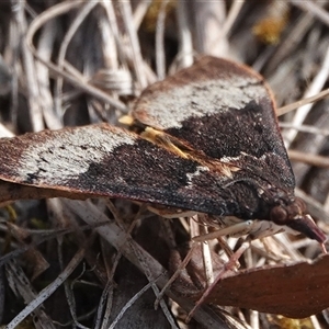 Uresiphita ornithopteralis at Hall, ACT - 20 Sep 2024