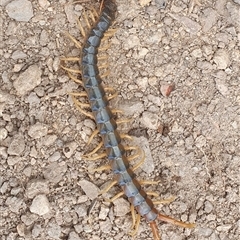 Ethmostigmus rubripes (Giant centipede) at Yass River, NSW - 21 Sep 2024 by SenexRugosus