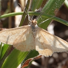 Scopula rubraria (Reddish Wave, Plantain Moth) at Hall, ACT - 20 Sep 2024 by Anna123