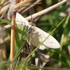 Scopula rubraria at Hall, ACT - 20 Sep 2024 01:48 PM